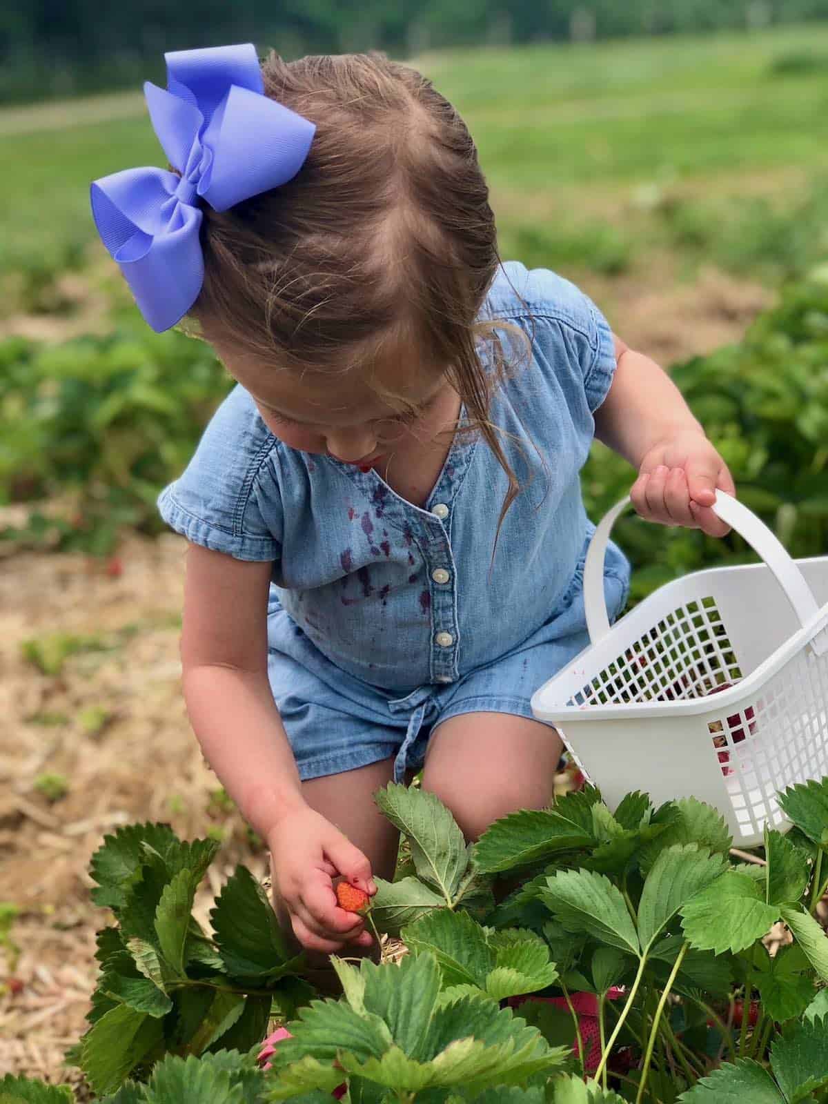 My granddaughter picking strawberries.