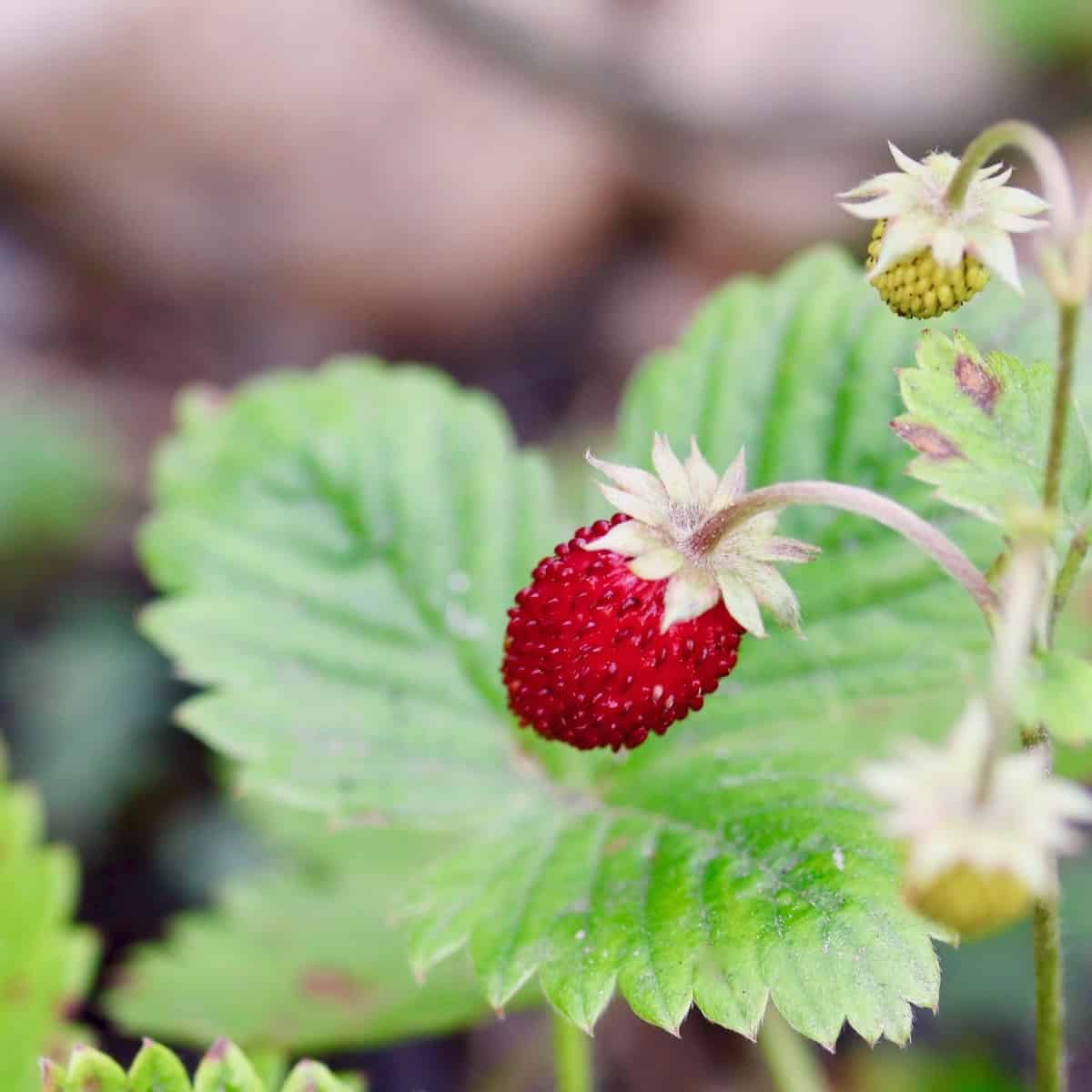 French strawberry plant in the garden.