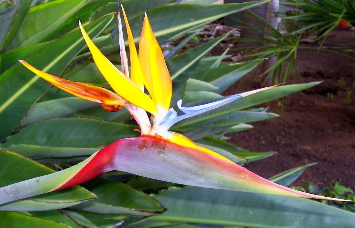 Bird of paradise plant.
