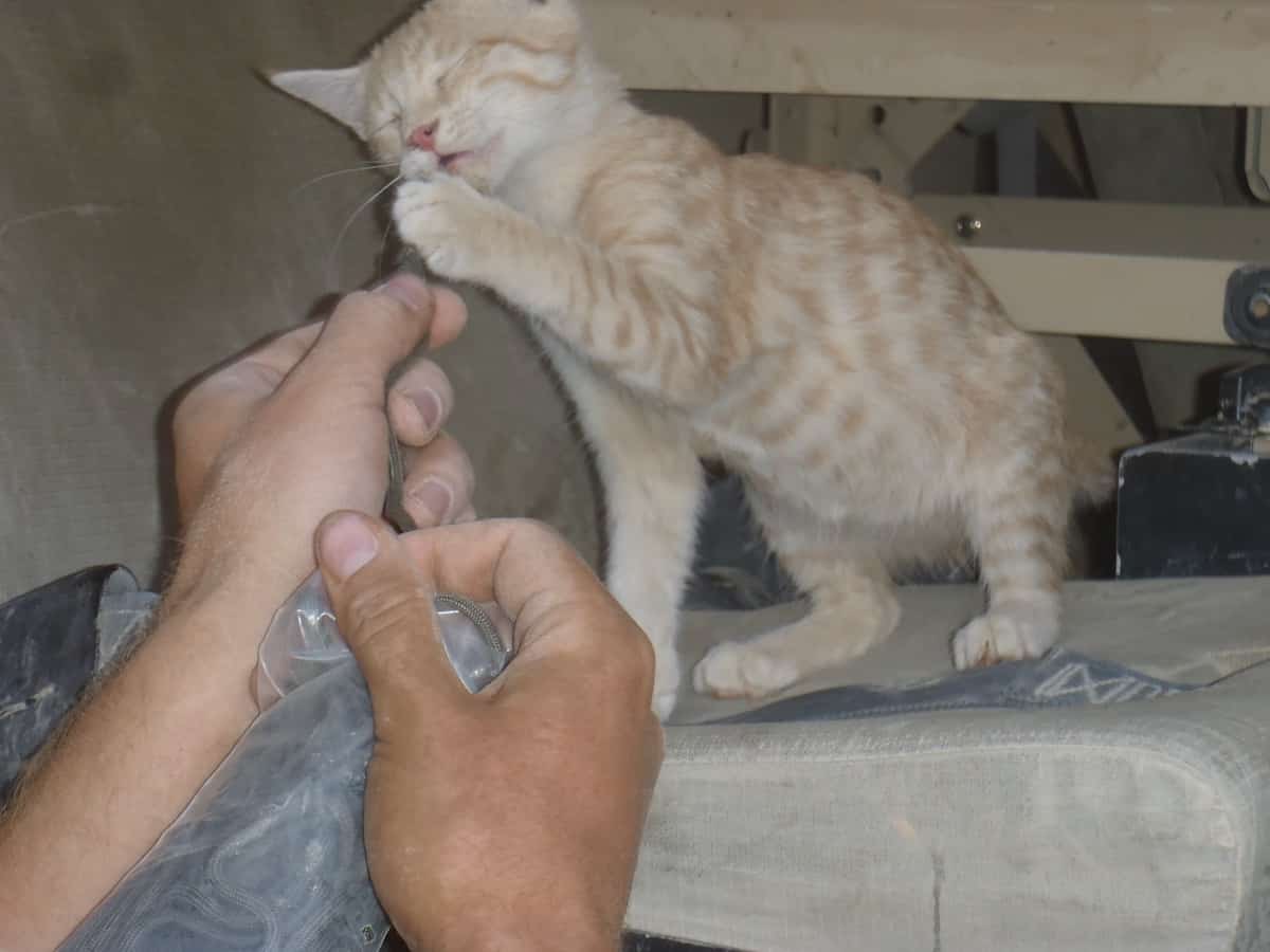 Cat in Afghanistan barracks.