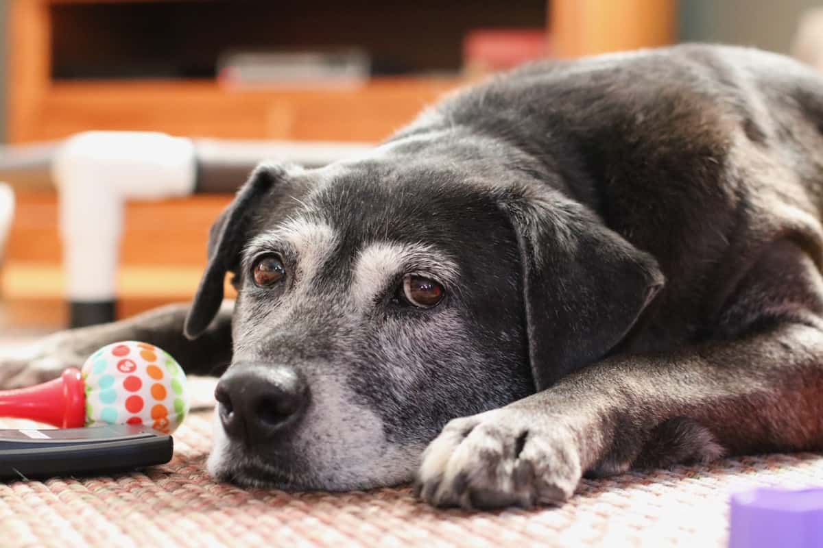 Gifting your best friend my black dog laying down.