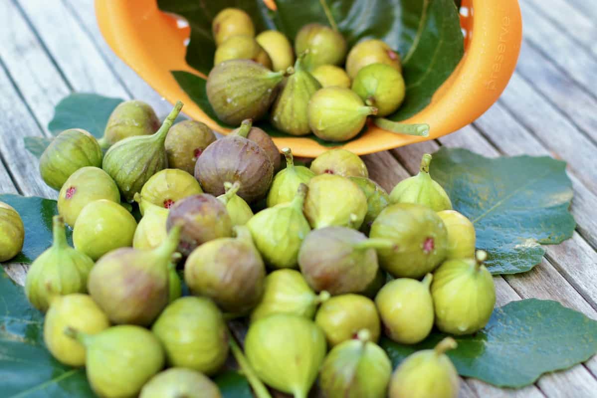 Fresh picked figs.