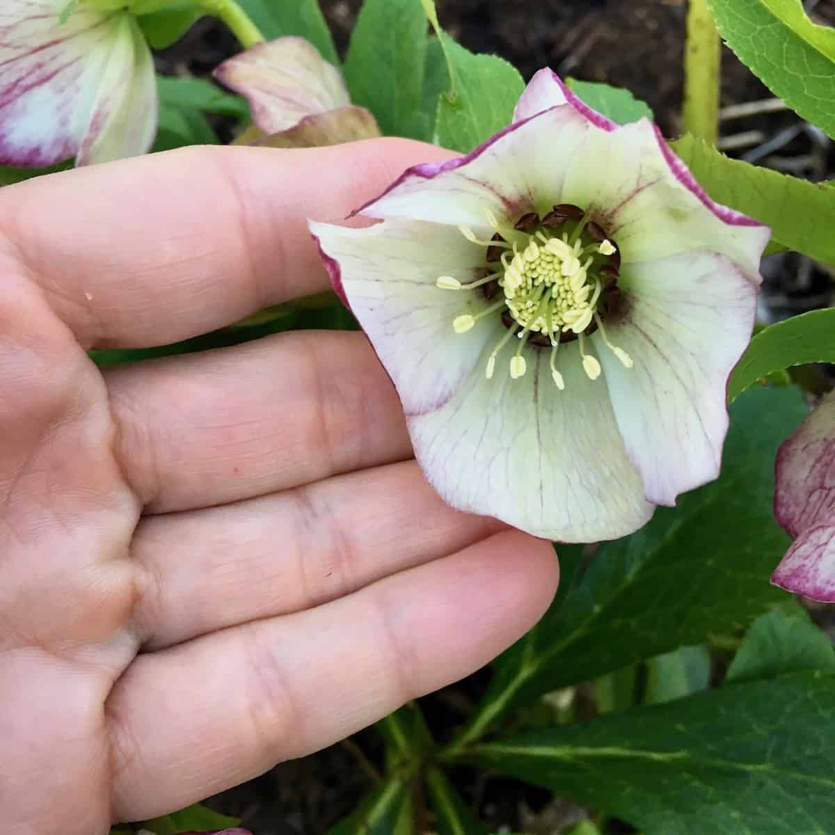 Flower in hand.