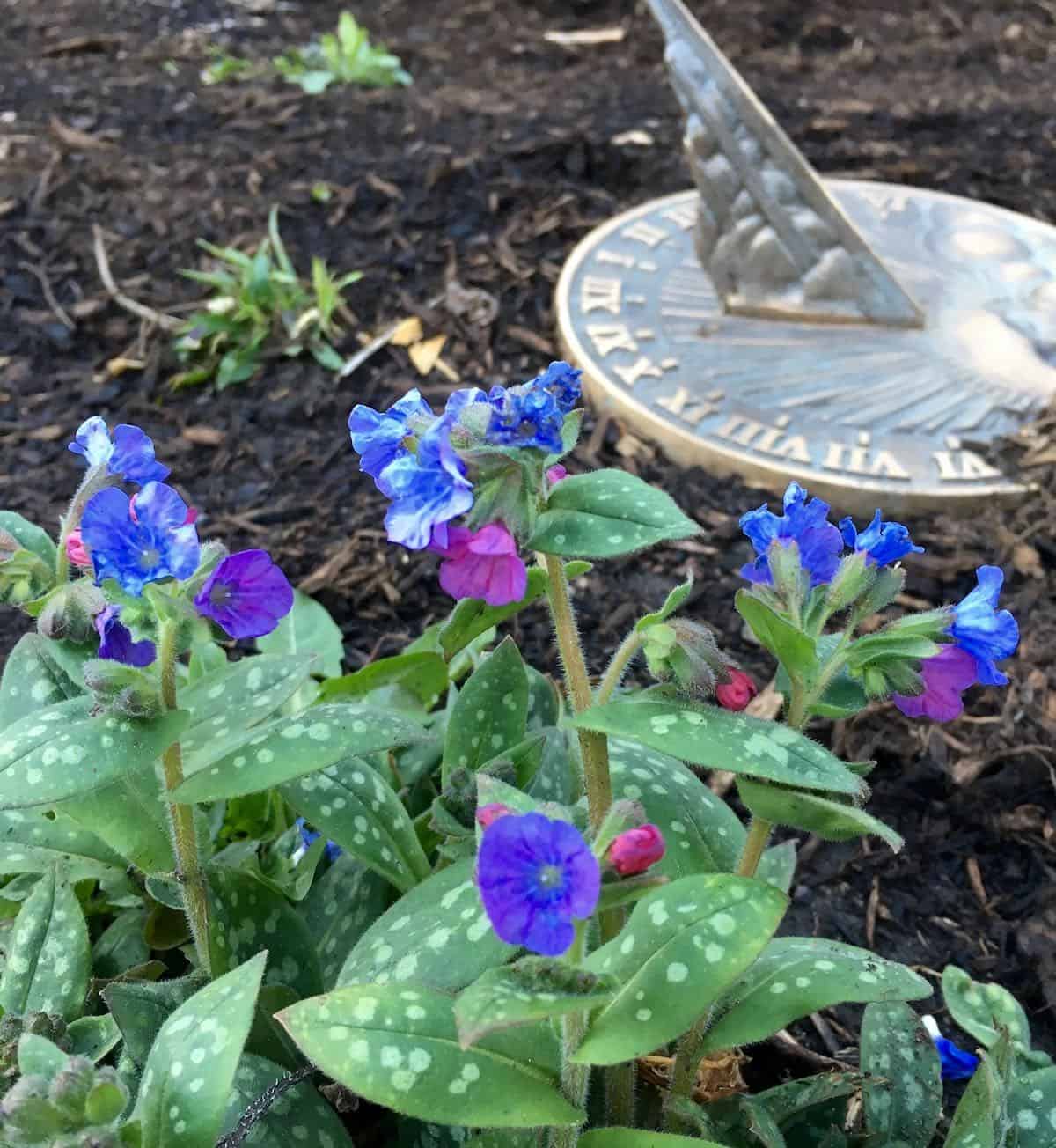 Pulmonaria flowers and sundial.