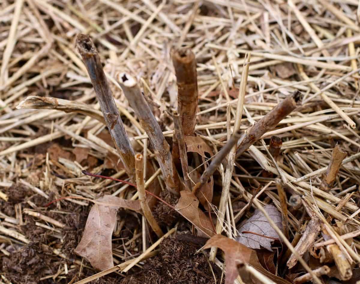 Whithering asparagus plant.