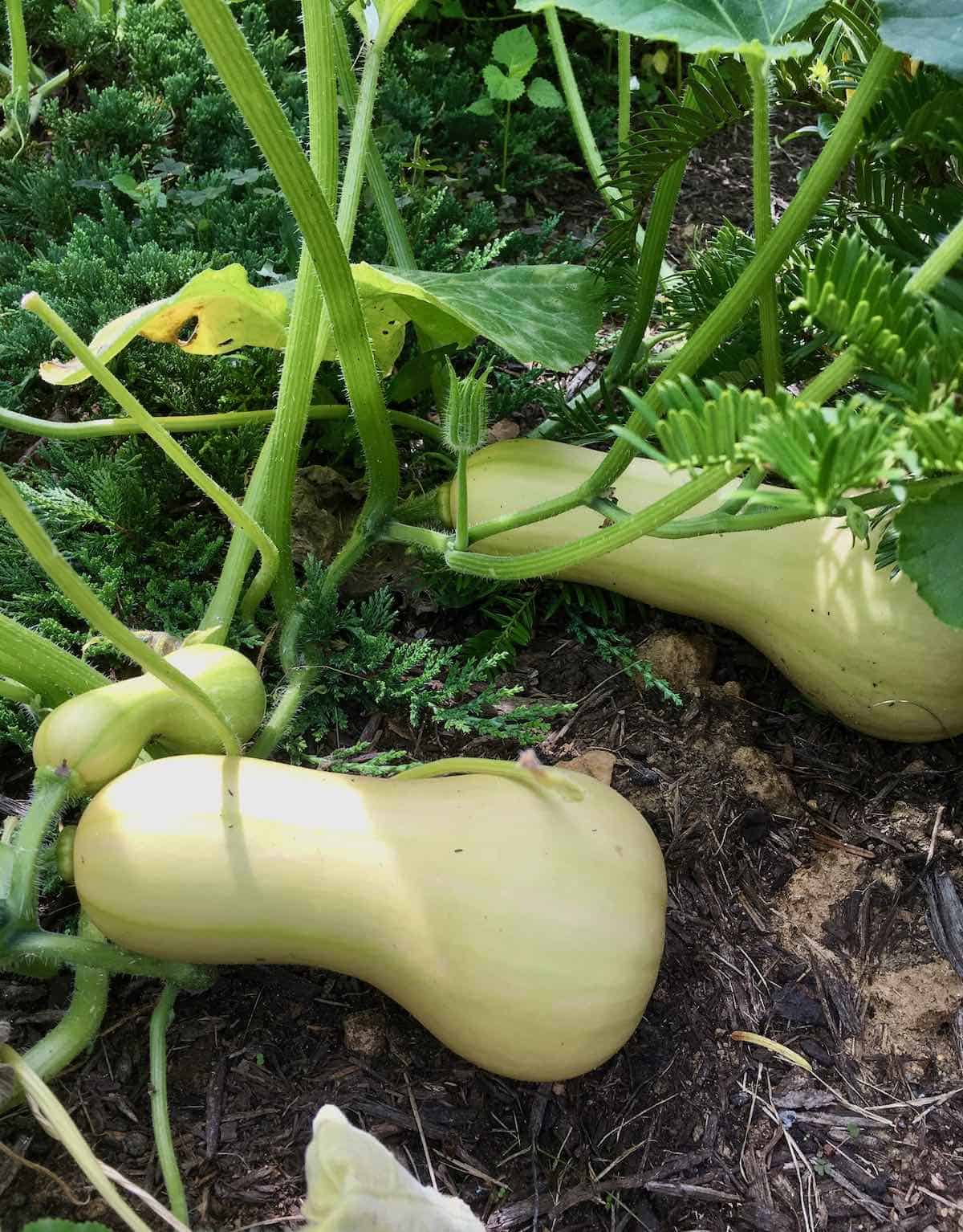 Butternut squash growing in garden.