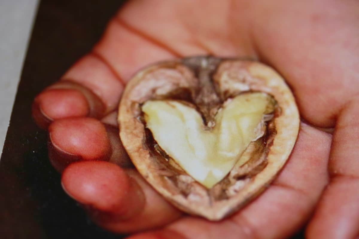 Heart shape walnut.