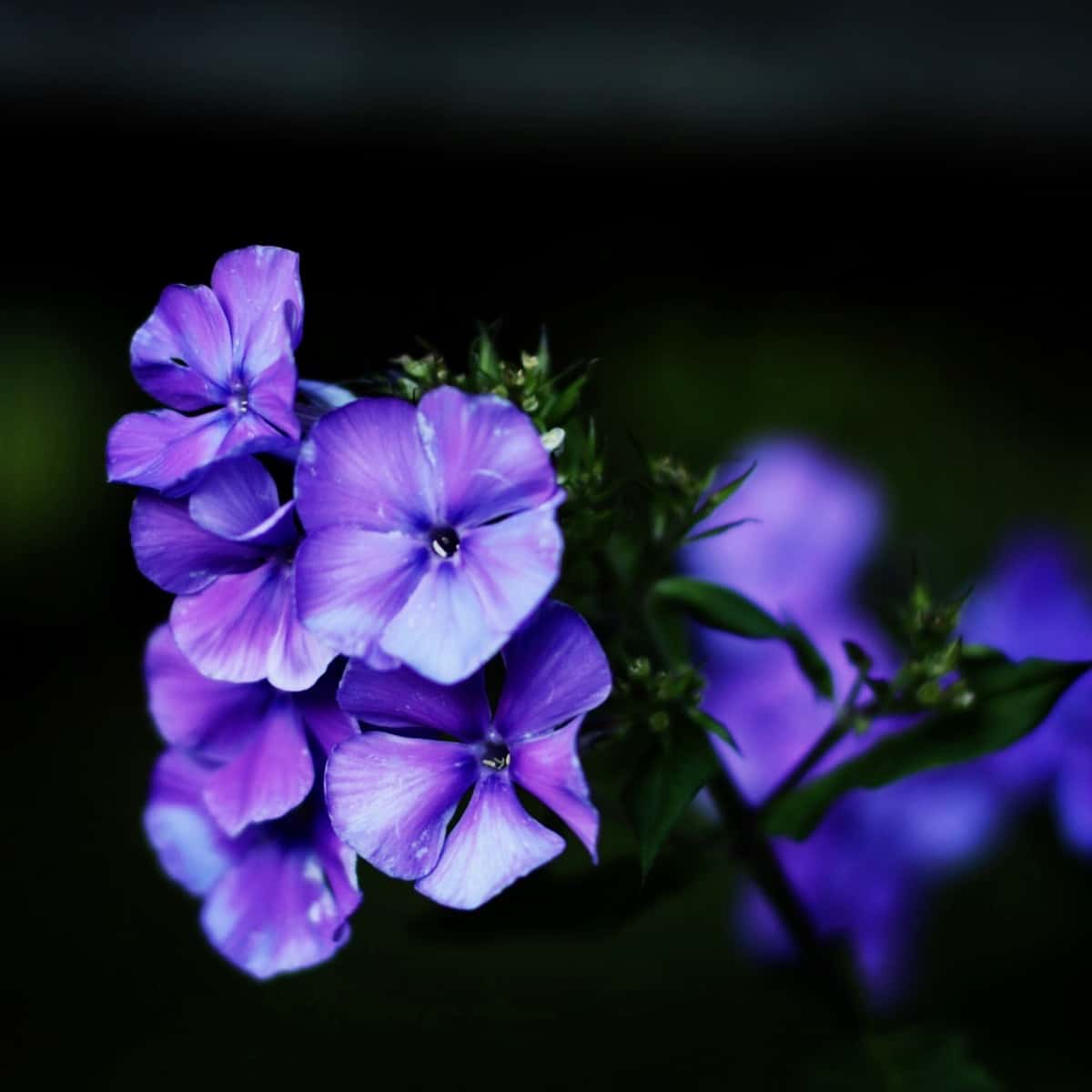 Purple phlox flowers.