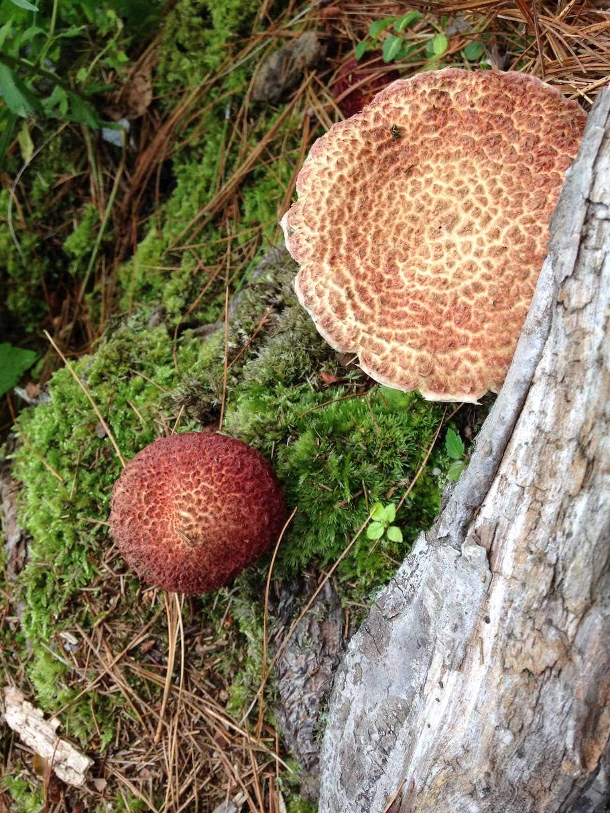 Lake Elise trail showing wild non-edible mushrooms.
