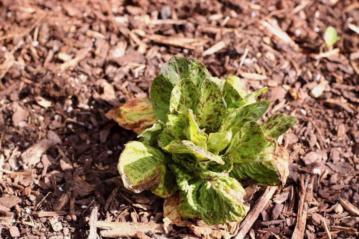 Garden lettuce.