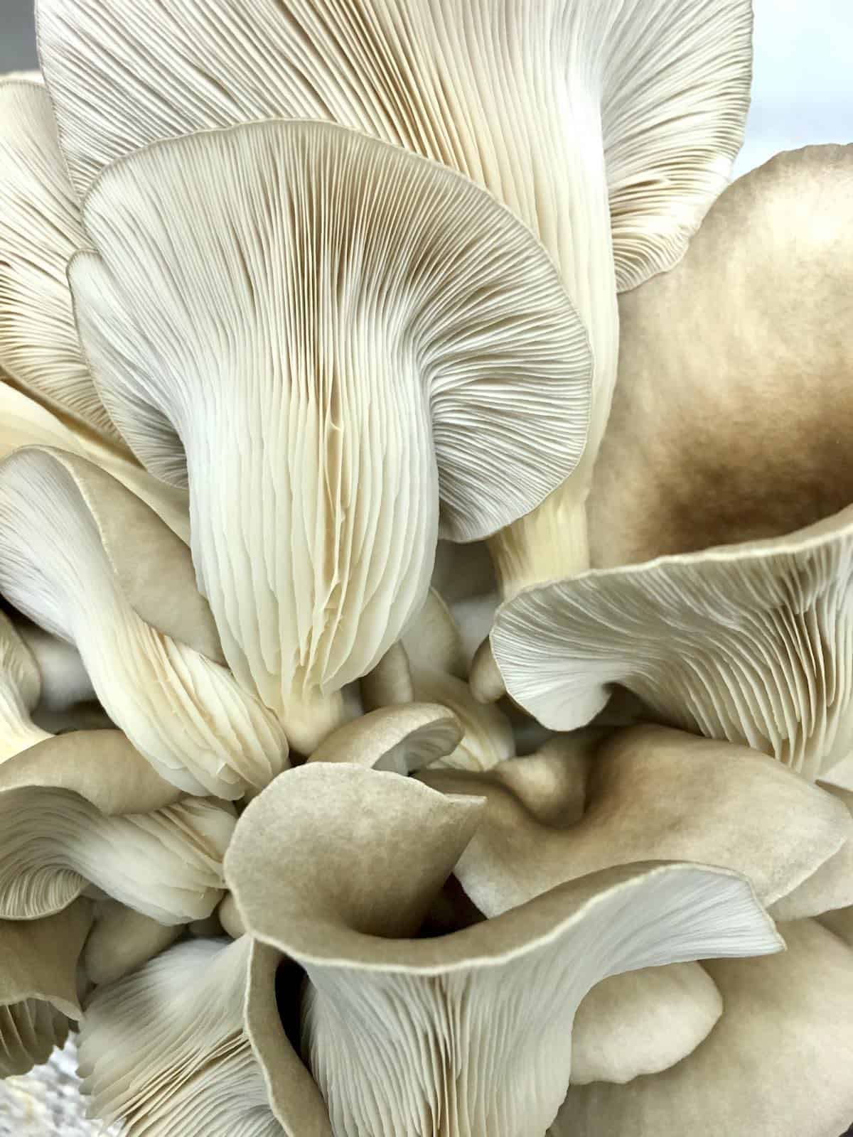 Oyster mushrooms.