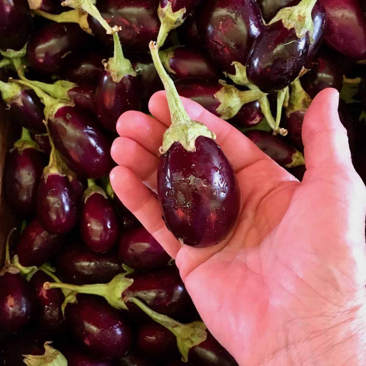 Baby eggplants in market stall.