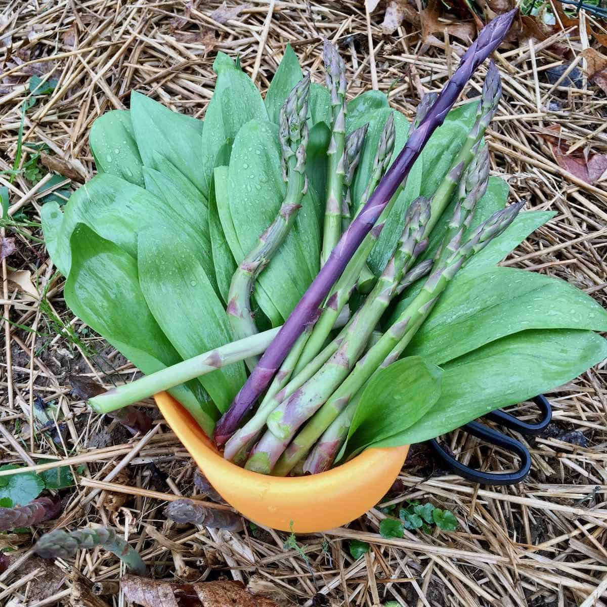 Foraging for ramps and home grown asparagus.