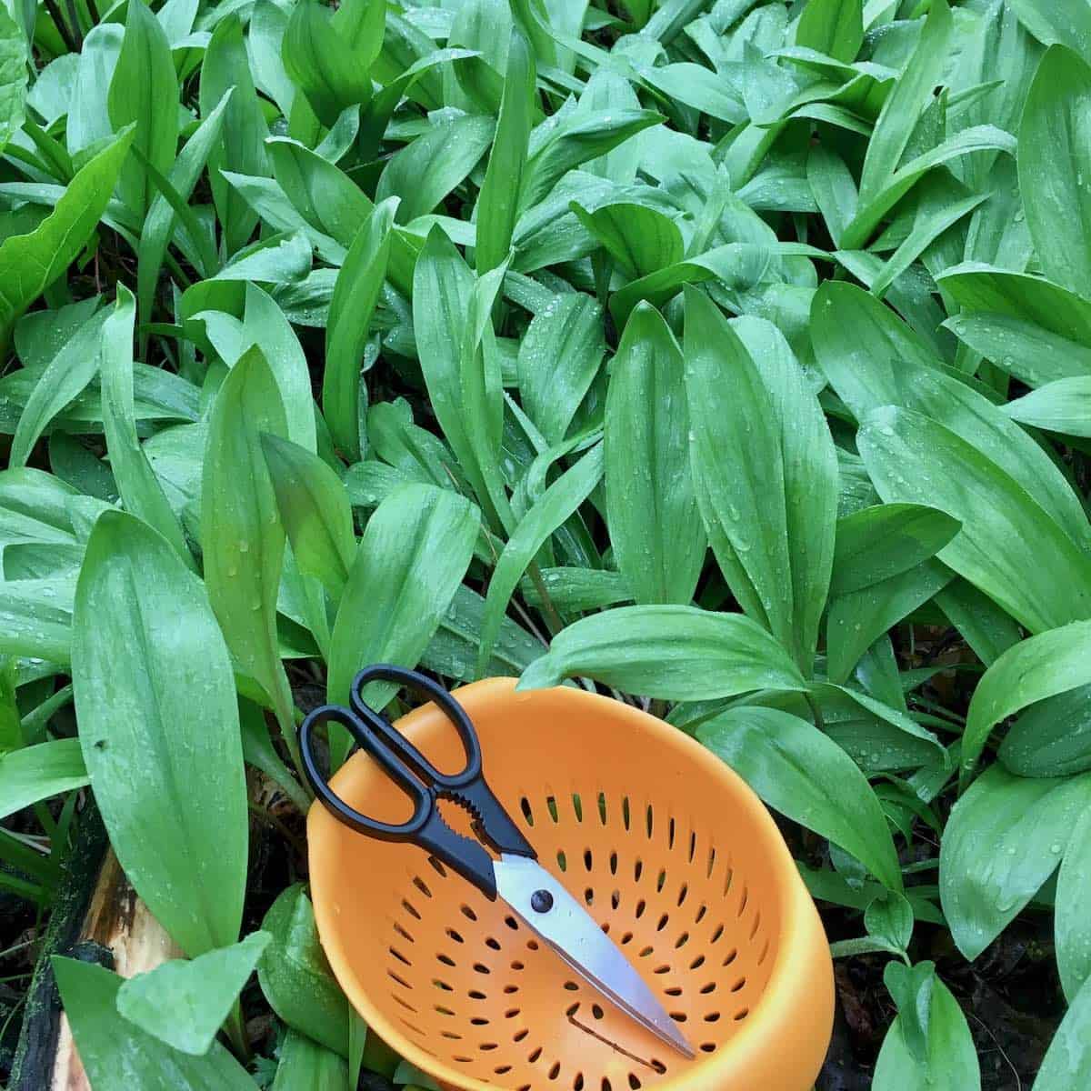 Foraging in a field of wild ramps with scissors and colander.