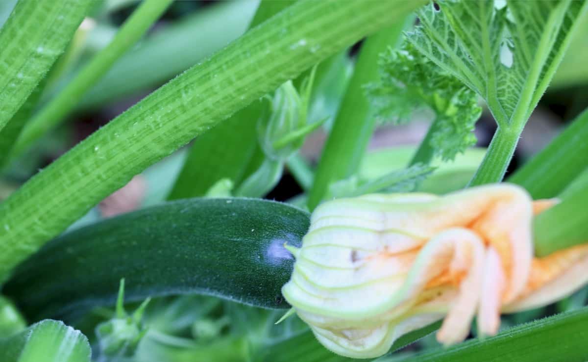 Zucchini growing in garden.