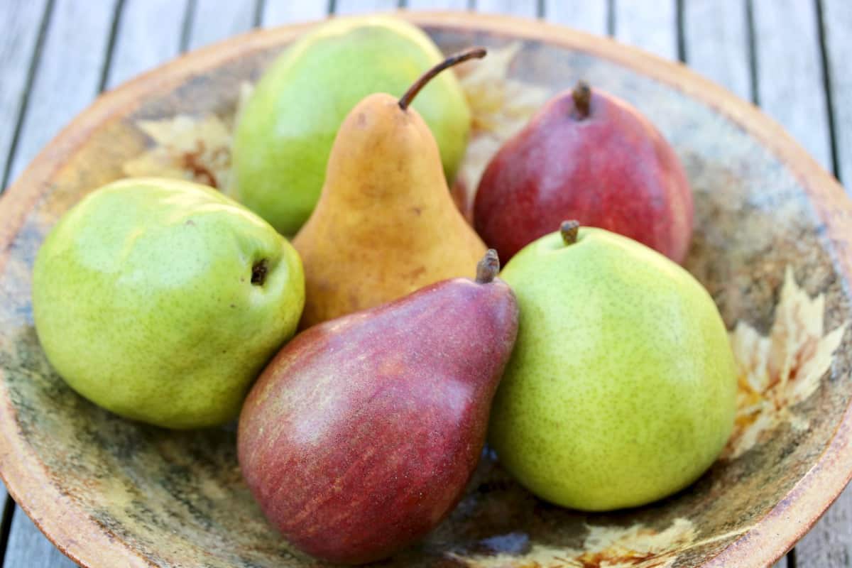 Bowl of colorful pears.