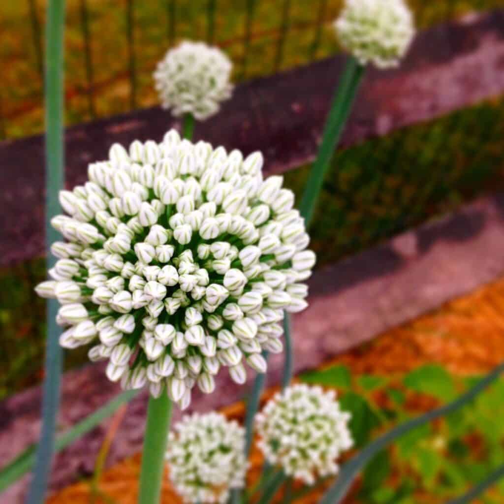 onion flowers