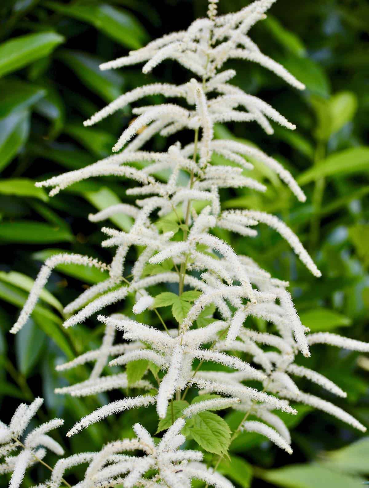 goats beard plant growing in the garden