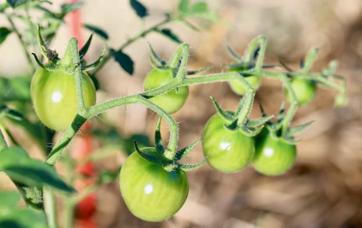 tomato plants growing in the garden