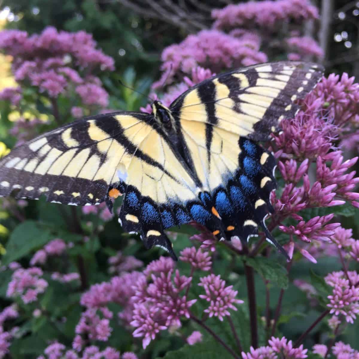 butterfly on Joe pye weed