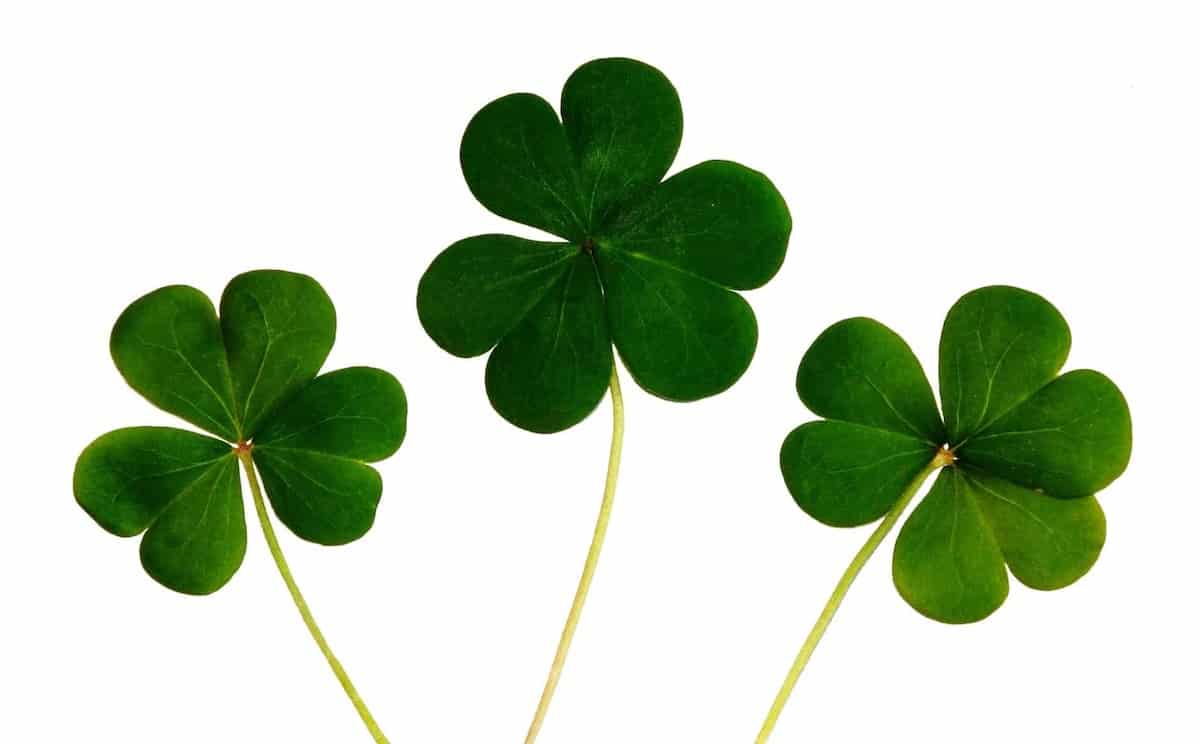 shamrocks