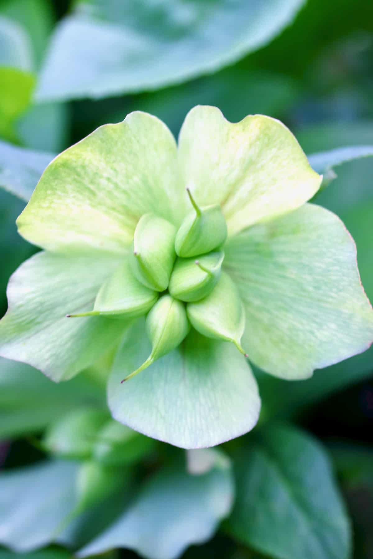 hellebore flower