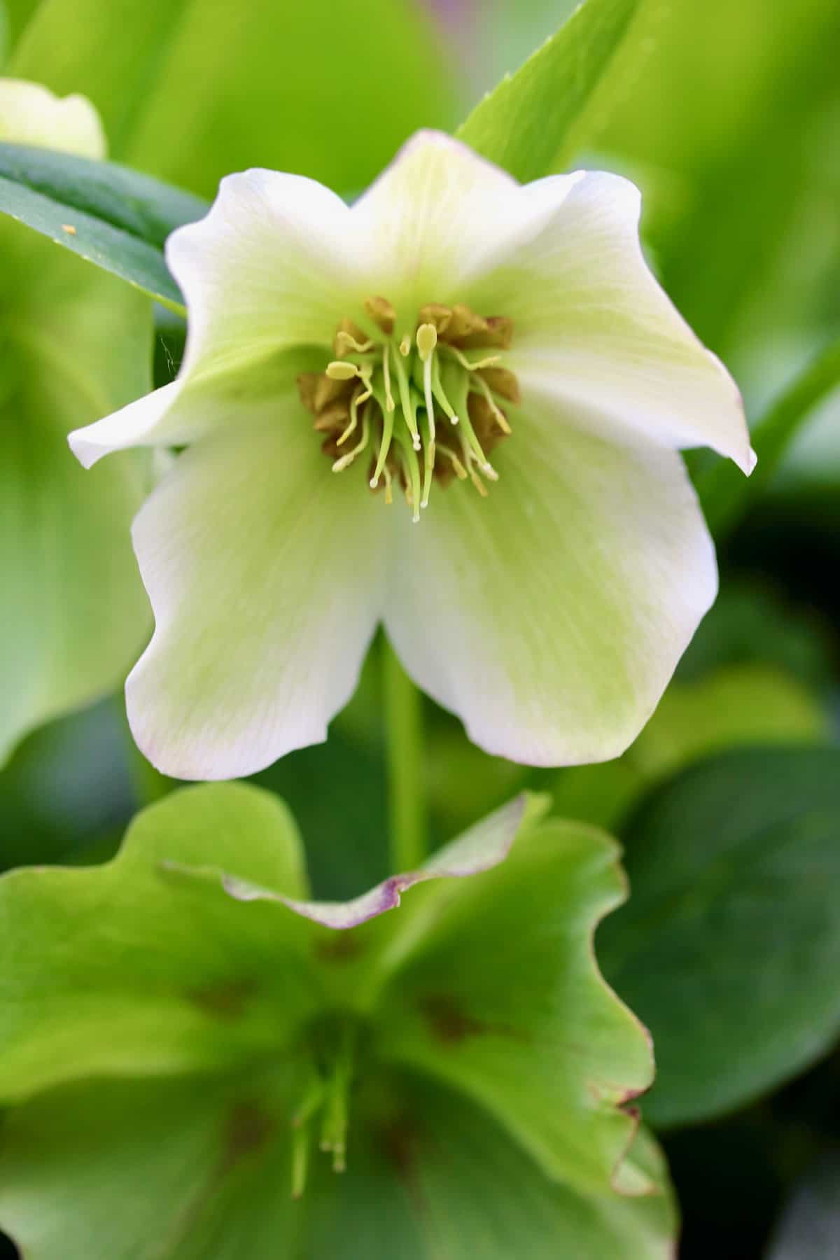 hellebore